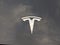 2025 Tesla Model Y Long Range AWD *Ltd Avail*